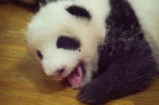 吖吖熊猫最新爆料,揭秘娱乐圈最新动态